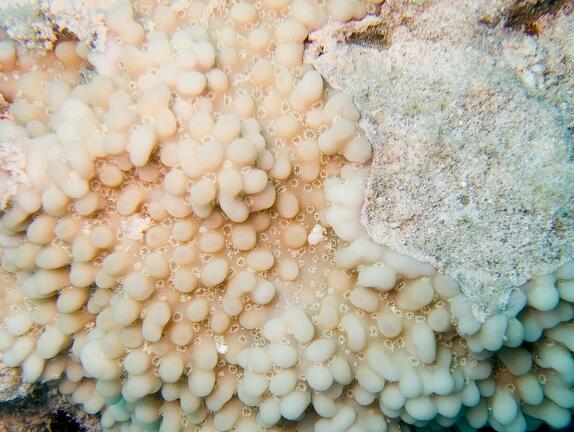 DSCF8412 vajickovy koral
